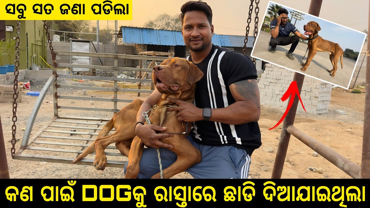କଣ ପାଇଁ ରାସ୍ତାରେ ଛାଡି ଦିଆଗଲା Dog ଟିକୁ😭ସବୁ ସତ ଜଣା ପଡିଗଲା😡