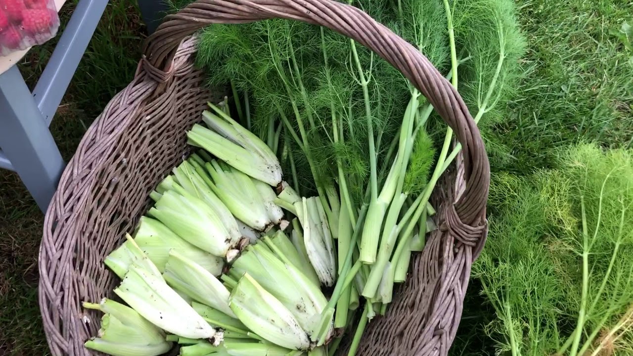 Récolte et Culture du fenouil