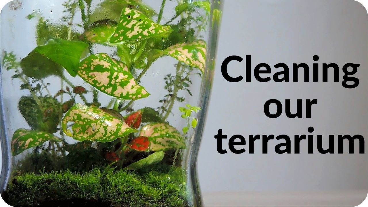 Cleaning the closed terrarium