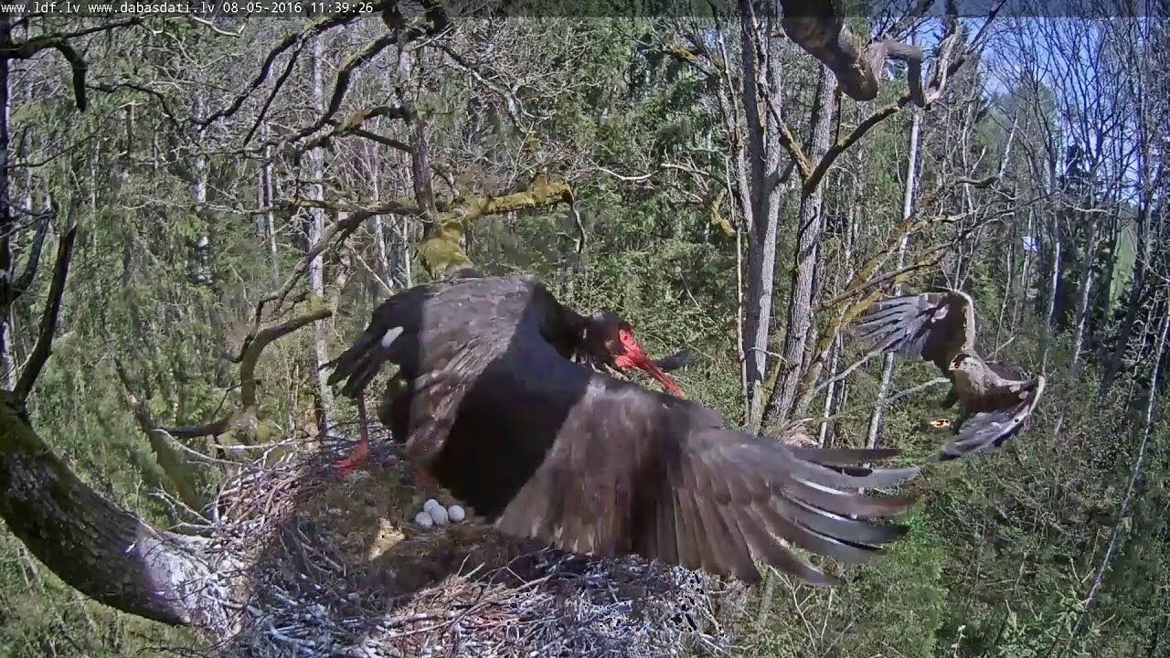 Jūras ērglis melnā stārķa ligzdā 08.05.2016