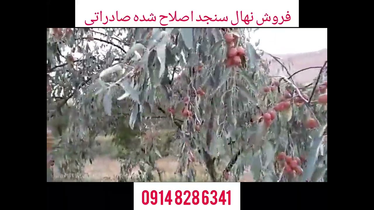 طرح توجیهی باغ سنجد،درآمد سنجدکاری،فواصل کشت نهال سنجد،تعداد درخت سنجد درهکتار،قیمت نهال سنجدصادراتی