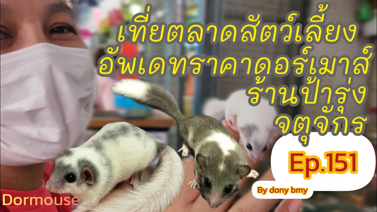 เที่ยวตลาดสัตว์เลี้ยง Ep.151|อัพเดทราคากระรอกจิ๋วดอร์เมาส์|#ตลาดจตุจักร #chatuchak  #Chatuchakmarket