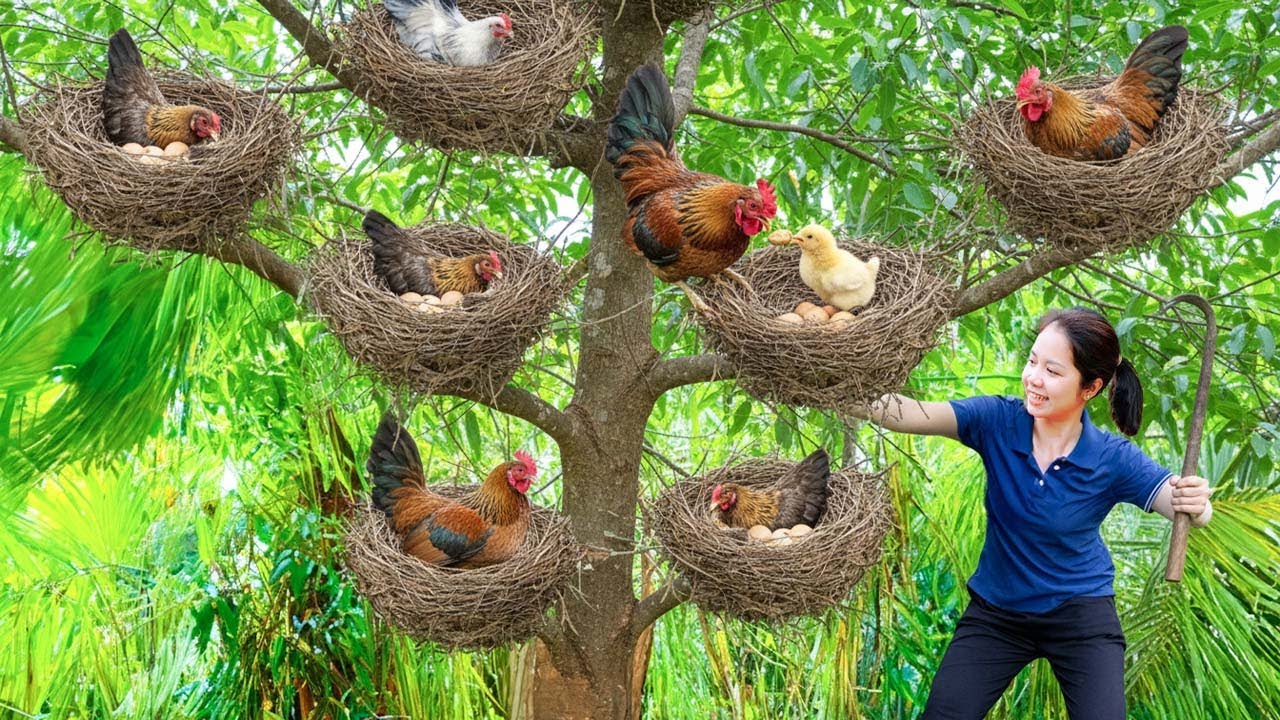 Harvesting Wild Jungle Chickens & Fresh Eggs To Sell At The Market - Cooking | Hanna Daily Life