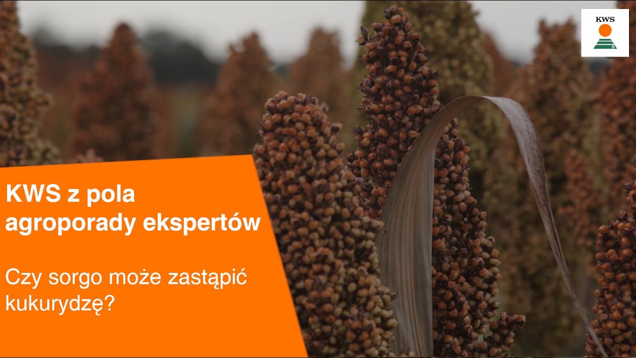 Czy sorgo może zastąpić  kukurydzę? / KWS z pola AGROPORADY EKSPERT&Oacute;W