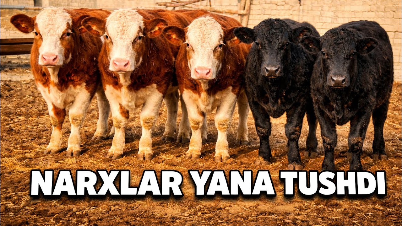 MEGA MEGA ARZON JOYI 25 февраля 2026 г.