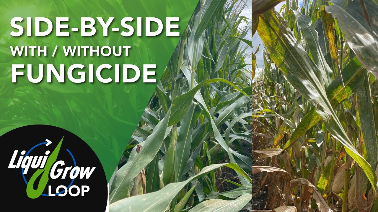 To Fungicide or Not: Side-By-Side Comparison