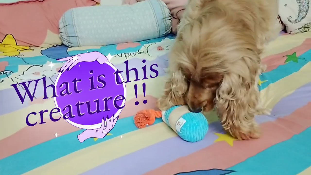 Shelby intrigued by #squeaky#prebirthday#toy#cagna#english#cockerspaniel #chienne#icecream#happydog 
