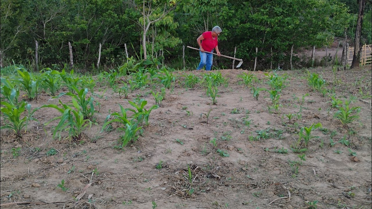 Plantando mais pés de laranja na roça
