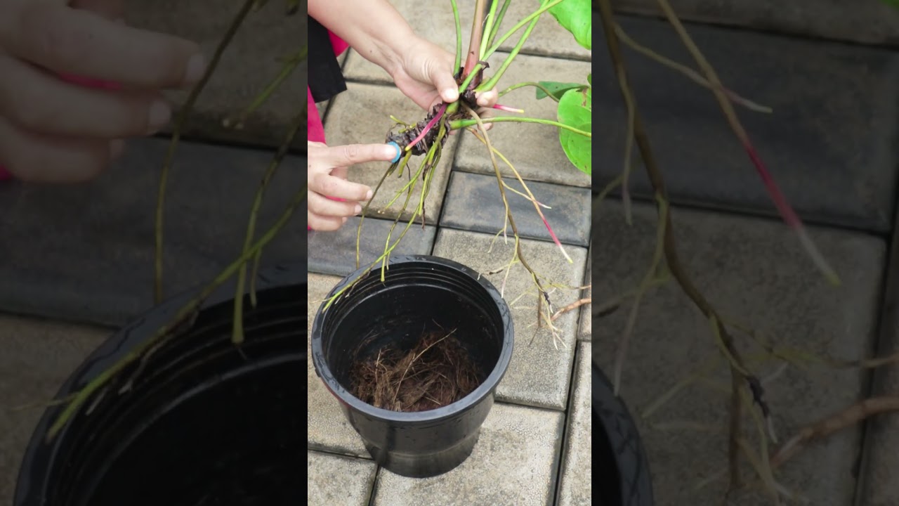 Two Easy Methods of Anthurium Propagation | Flamingo Flower