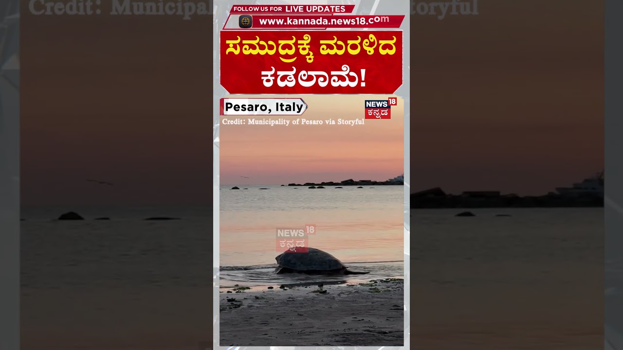 Rehabilitated Sea Turtle Released Back Into Ocean | ಸಮುದ್ರಕ್ಕೆ ಮರಳಿದ ಕಡಲಾಮೆ | N18G