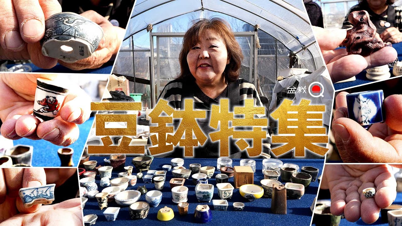 [Gem] Небольшой горшок по специальной цене! Все в продаже [Bonsai Q]