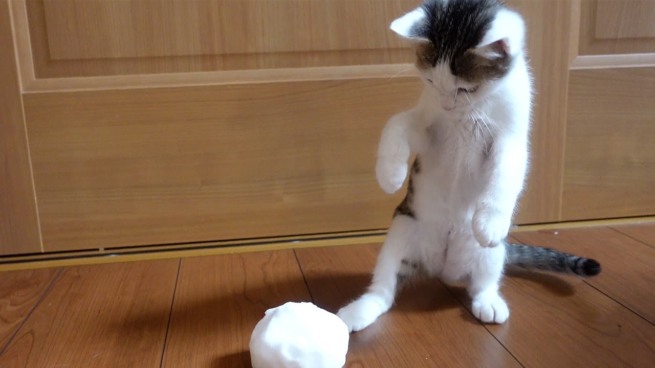 初めて雪を見る子ねこ。-Kitten Miri sees snow for the first time.-