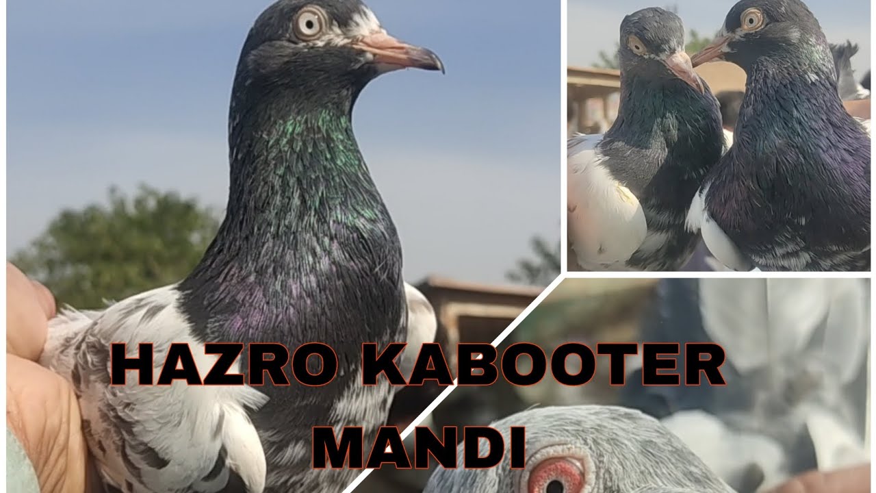Hazro kabooter mandi/Hazro mandi buy & sell/ 27/10/24 /itwar mandi