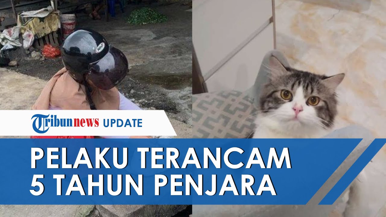Penjagalan dan Pencurian Kucing di Medan Terungkap, Pelaku Terancam 5 Tahun Penjara