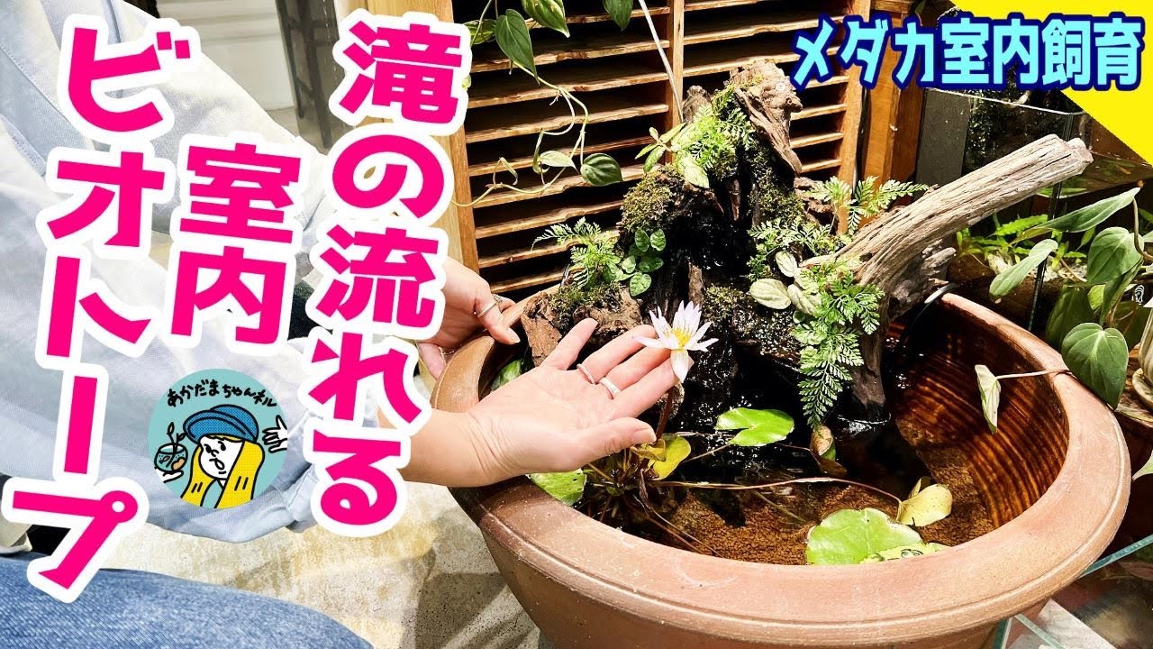 【メダカ】滝の流れる室内ビオトープ！（めだか室内飼育の新しい形！冬でも室内でビオトープを楽しもう！睡蓮も一緒に楽しみませんか？）