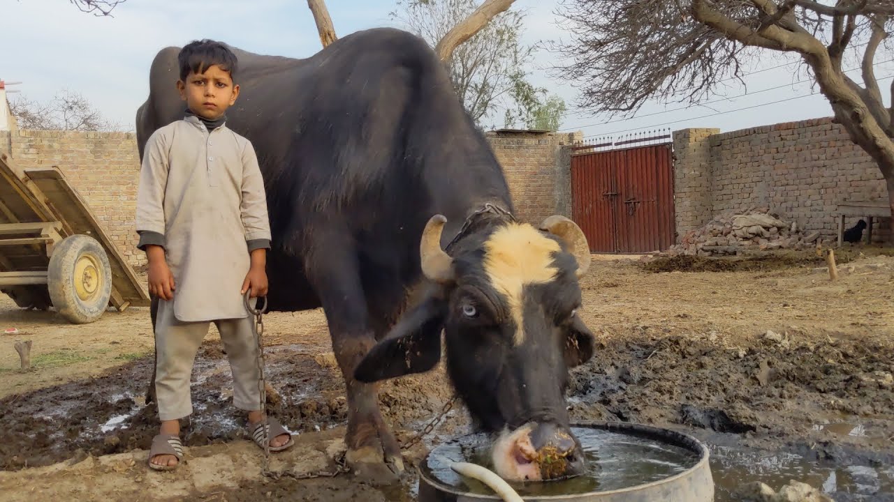 Buffalo drink water | buffalo farming in village | buffalo video.