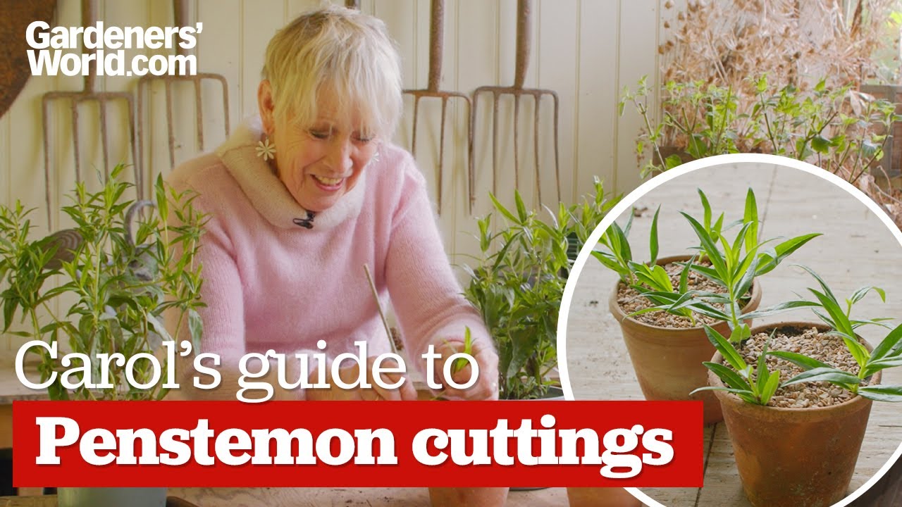 New plants for FREE | Carol's guide to taking PENSTEMON CUTTINGS