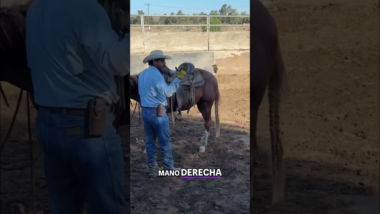 Tips para montar m&aacute;s f&aacute;cil #instagram #caballos #rienda #horses #youtubeshorts #viralshorts