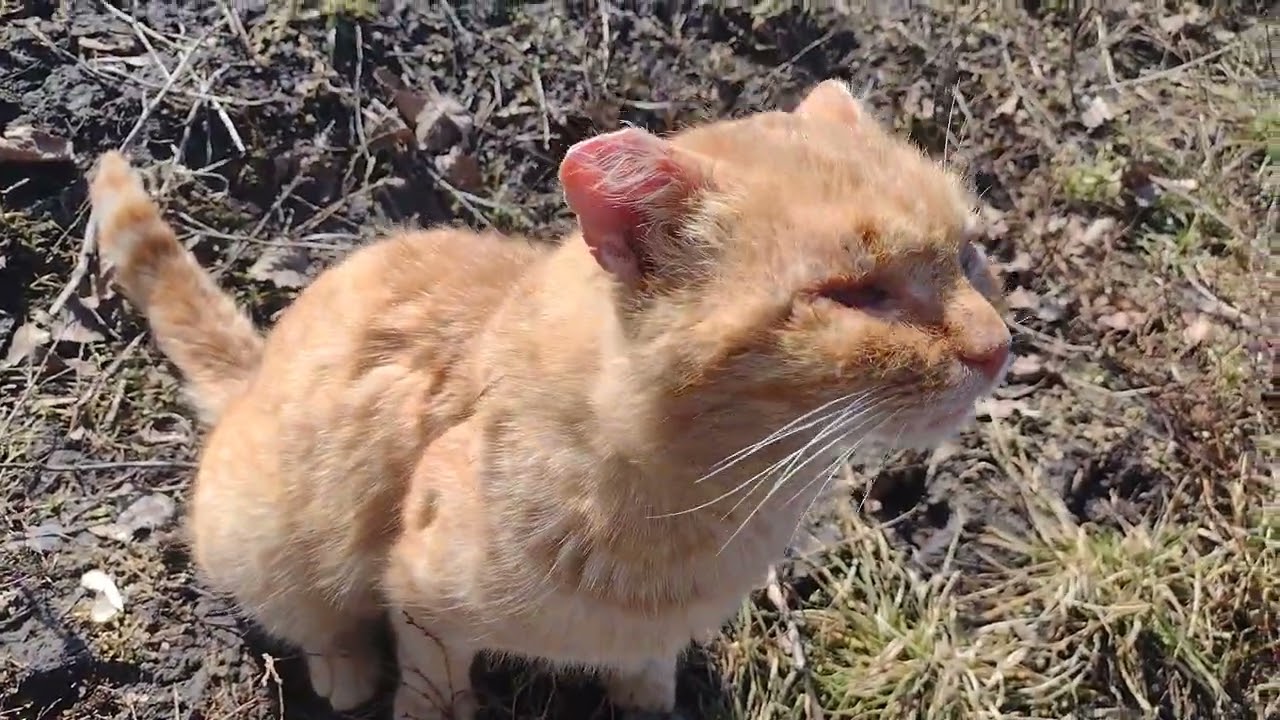 Пасемо козу з котом.