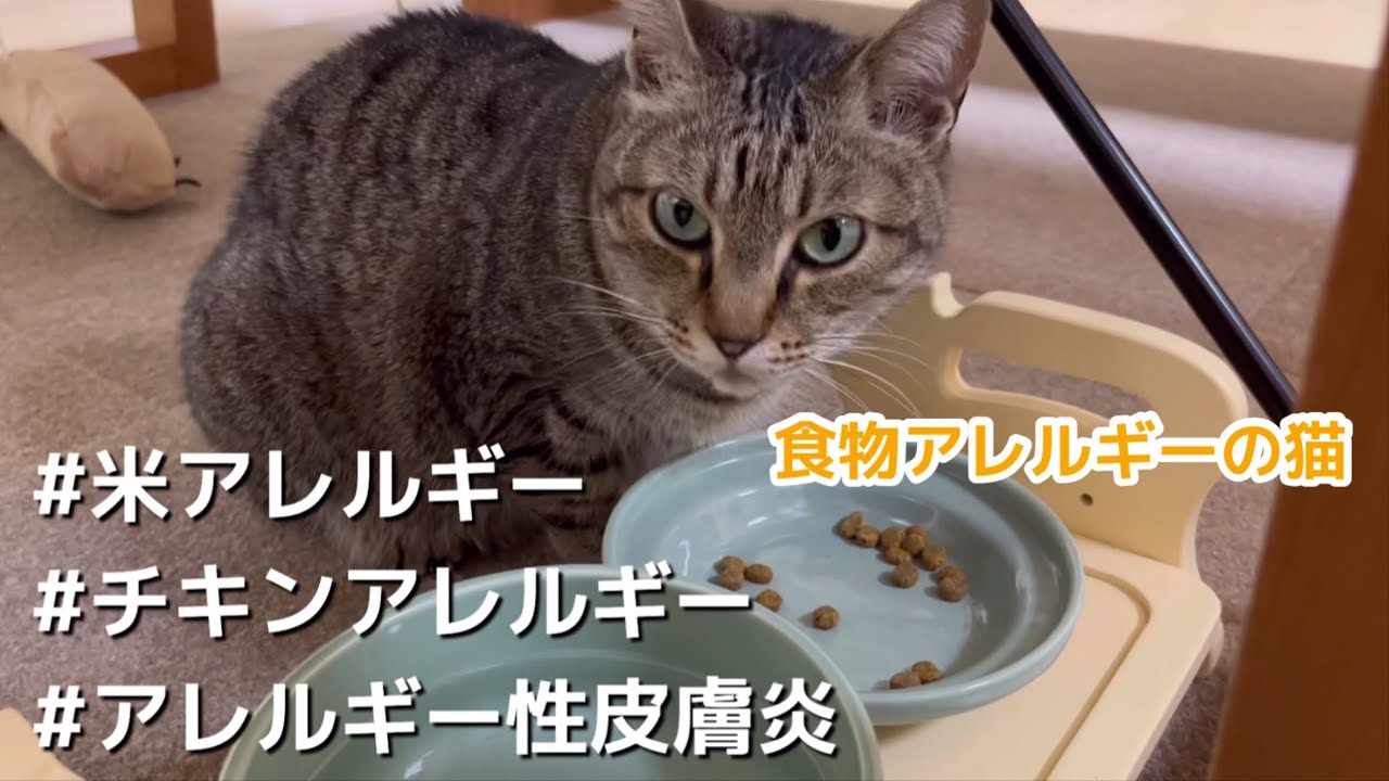 食物アレルギーの猫のためのキャットフード探し #2｜チキンアレルギー｜アレルギー性皮膚炎