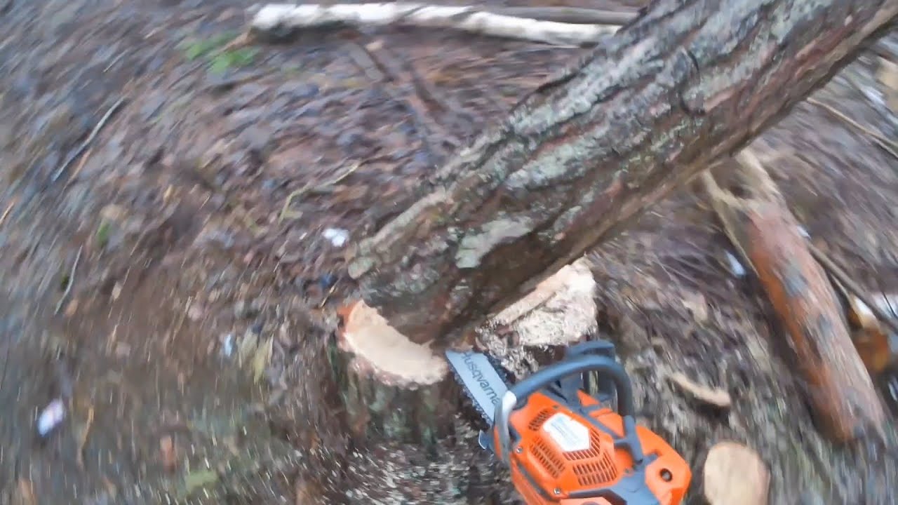Что будет, если валить дерево в ветер? Опасный момент с Husqvarna 555!
