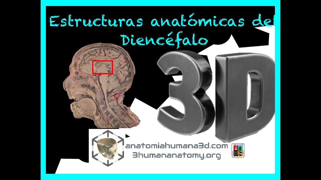 Anatomía del diencéfalo: Identificar las estructuras que conforman el diencéfalo en una muestra real