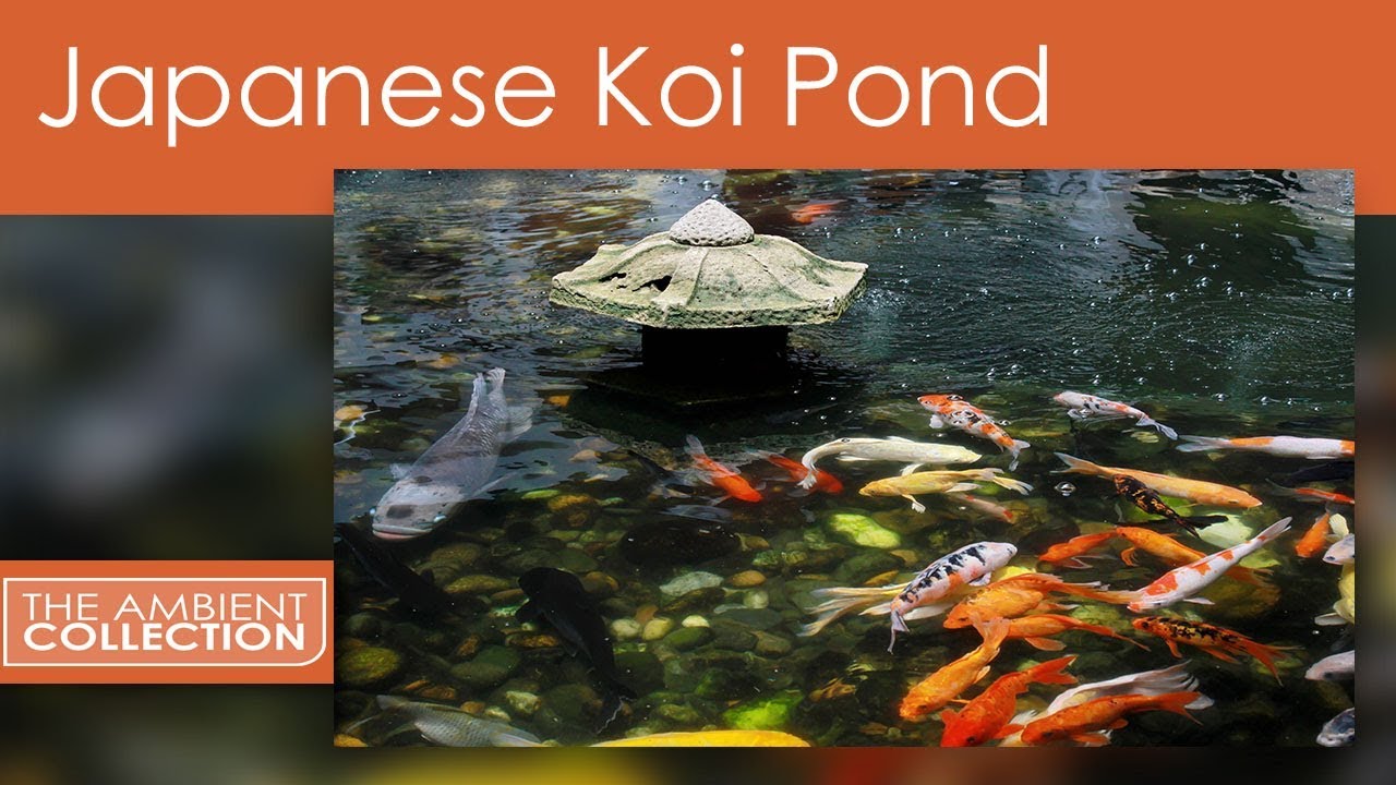 Zen DVD - A Beautiful Relaxing Japanese Koi Pond With Water Sounds