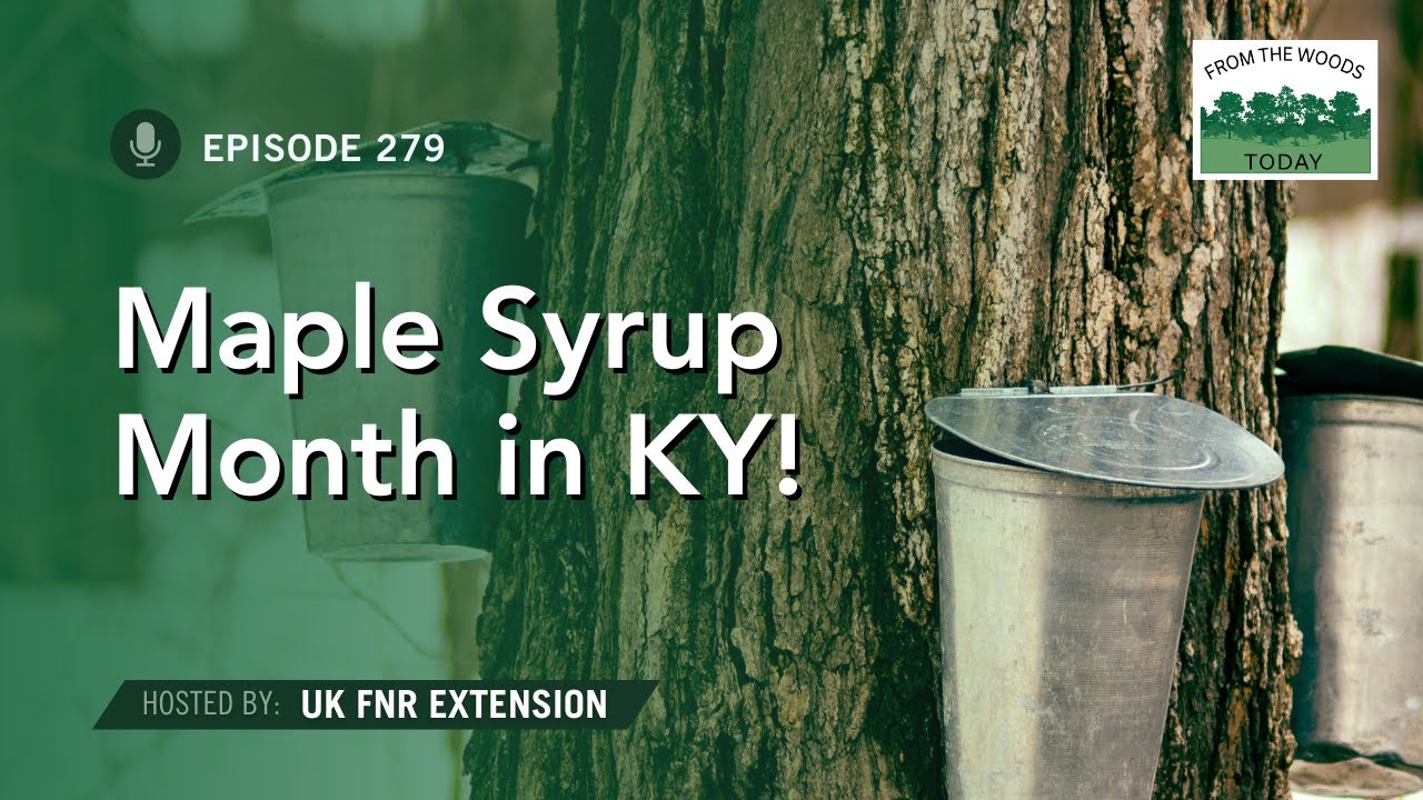 February is Maple Syrup Month in KY! - From the Woods Today - Episode 279