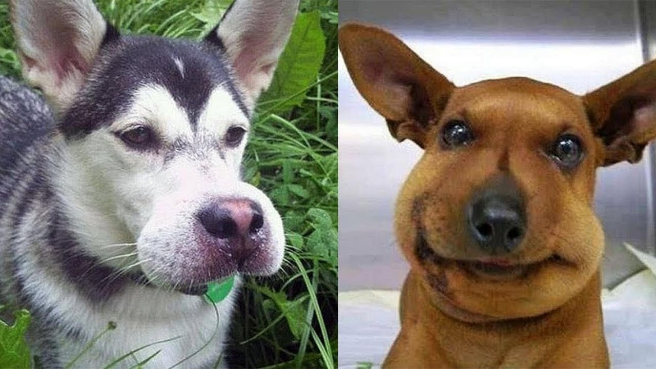 🐶🤣 Челлендж &laquo;Попробуй не засмеяться&raquo;: лучшие собачьи провалы 2025 года за 30 минут! 🐾🤣