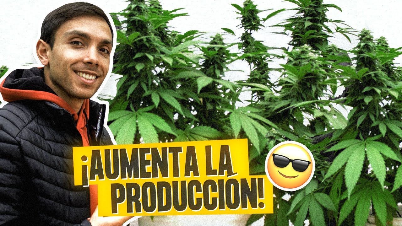 Gu&iacute;a para cosechar cogollos m&aacute;s grandes con LST (entrenamiento de bajo estr&eacute;s)