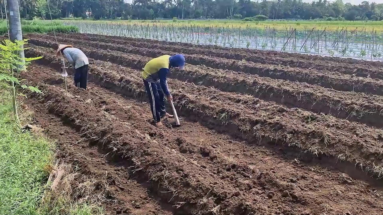 FROM SOIL TO RAISED BED: PREPARING PLANTING BEDS WITH A SIMPLE HOE!-agriculture farming