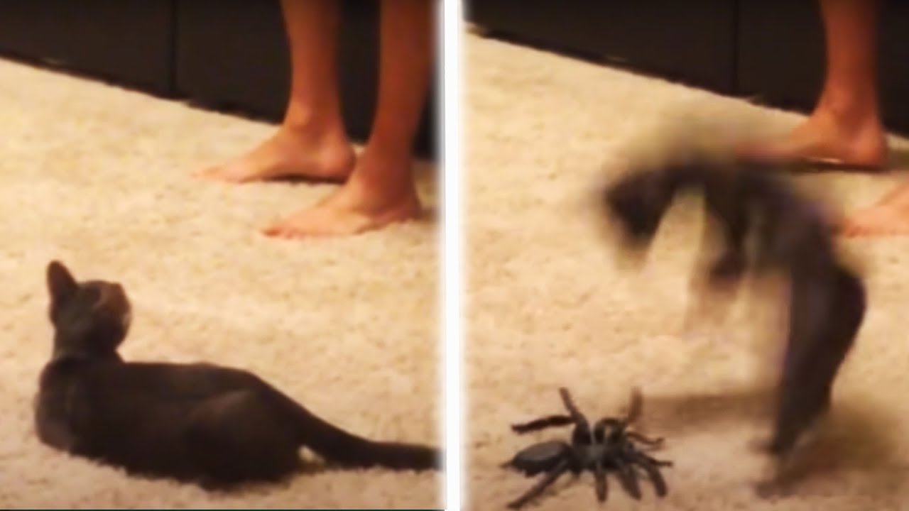 You&rsquo;ve Got To Be 'KITTEN' Me! 😹 Funny Cat Videos | AFV