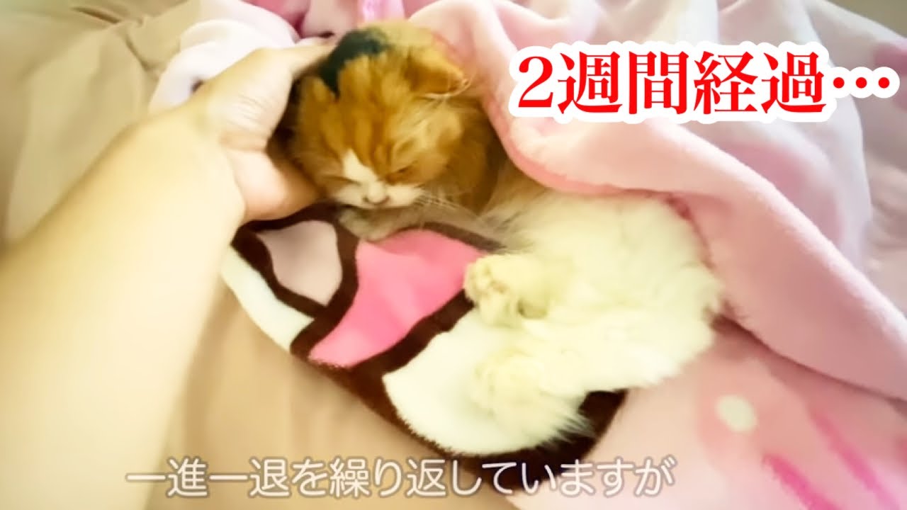 【猫 腎臓病】安楽死を告げられてから２週間が経ちました【ティッティ経過報告vol.3】