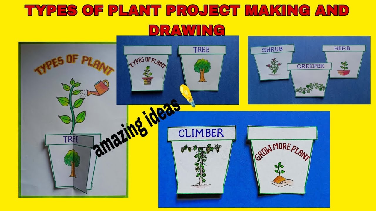 types of plants project \ How to make project types of plant \ types of plant Drawing easy \ plant