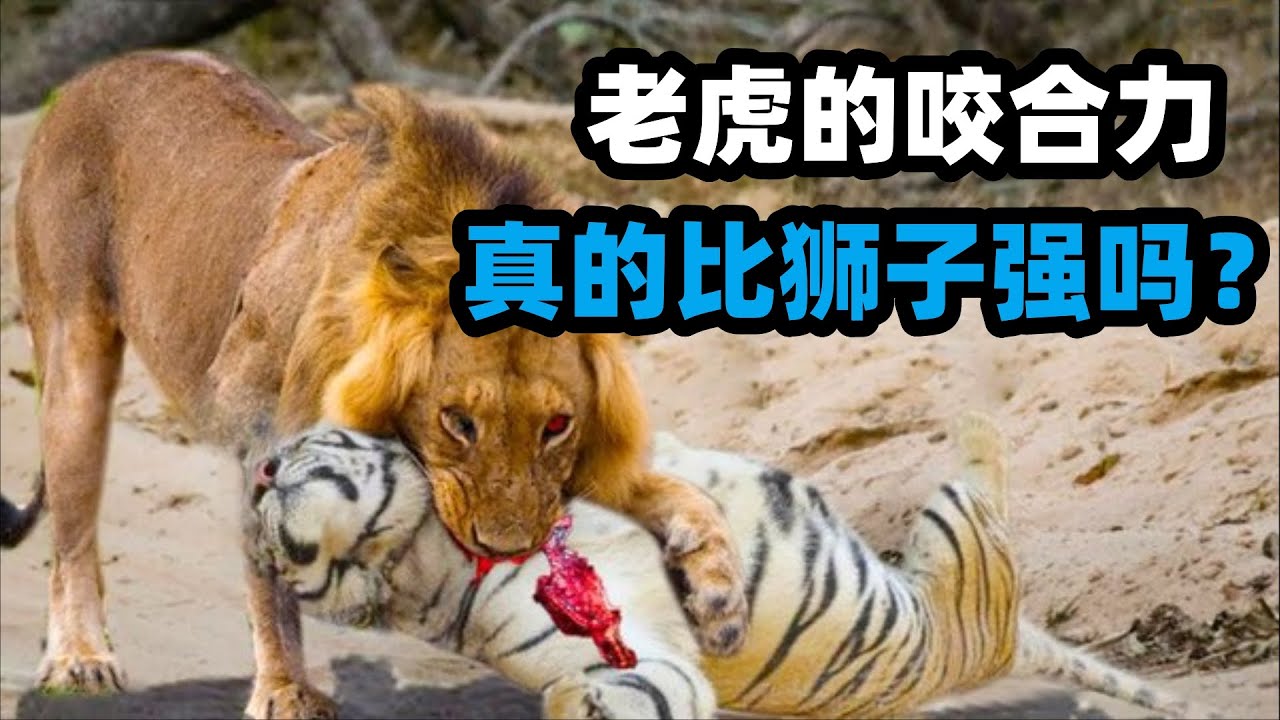 解密：老虎的咬合力真的比狮子强吗？