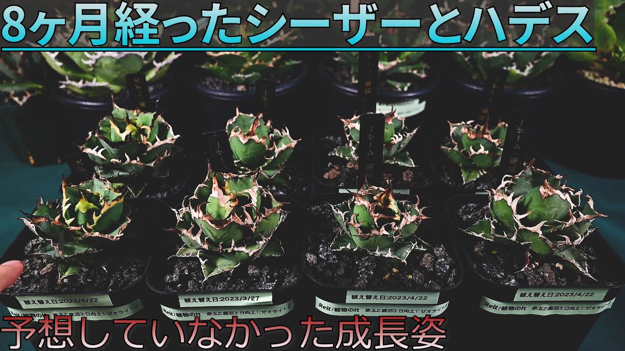 育成から8ヶ月経過したアガベチタノタ「シーザーとハデス」【#植物仮説編】