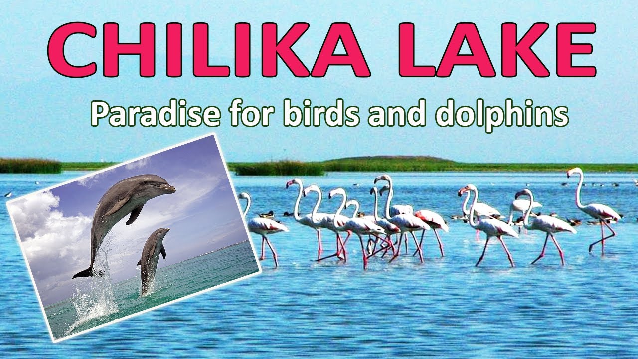Chilika Lake Lagoon in Odisha, India | Travel to Chilika Lake Best Time to Visit | Chilika in Hindi