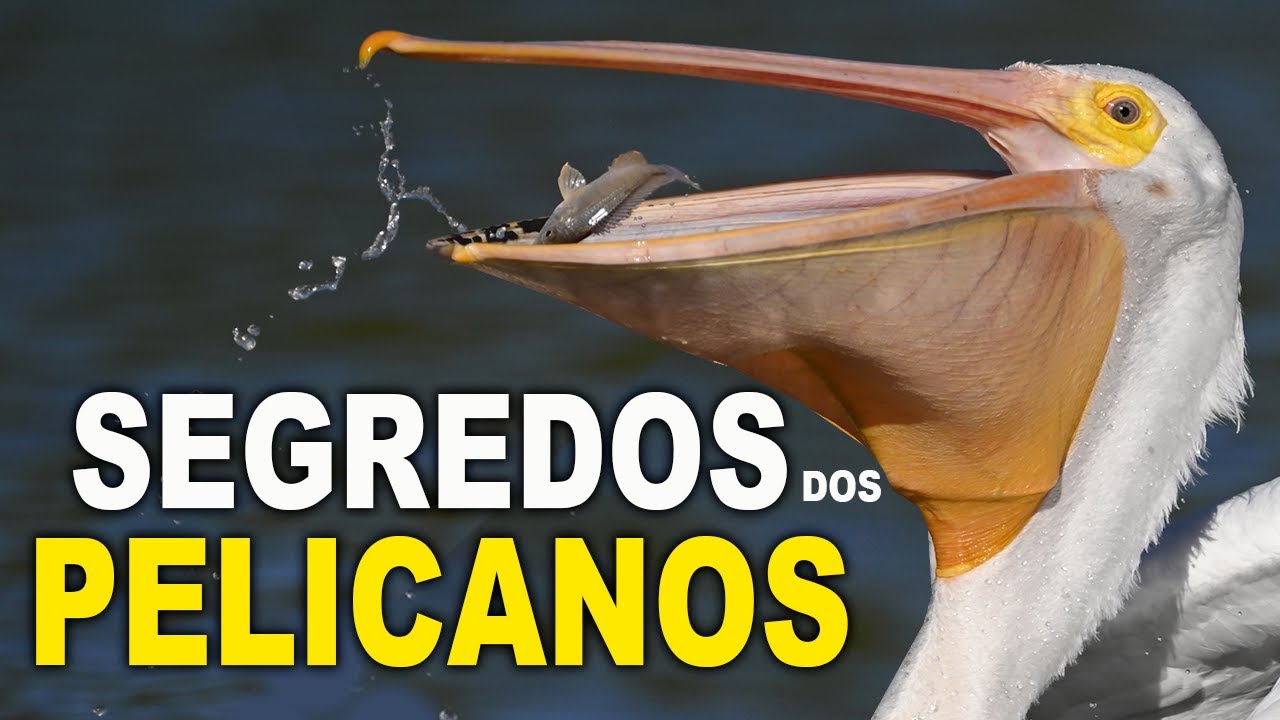 PELICANOS | Tem no Brasil? Para que serve a BOLSA do PELICANO? Quantas espécies pelicanos existem?