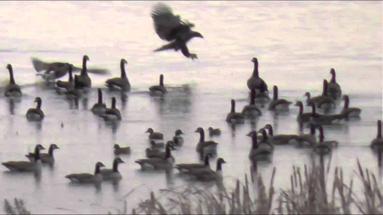 Bald Eagle - Canada Goose Battle in Slow Motion