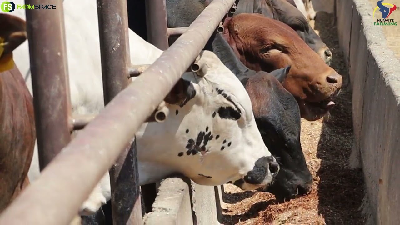 Simeon Hurwitz talks about Hurwitz Farming's Boran & the versatility of the breed