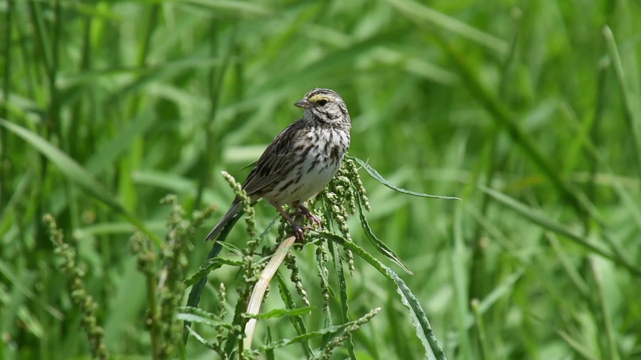 Savannah Sparrow (Passerculus sandwichensis) Video 2020-05-22 (1)