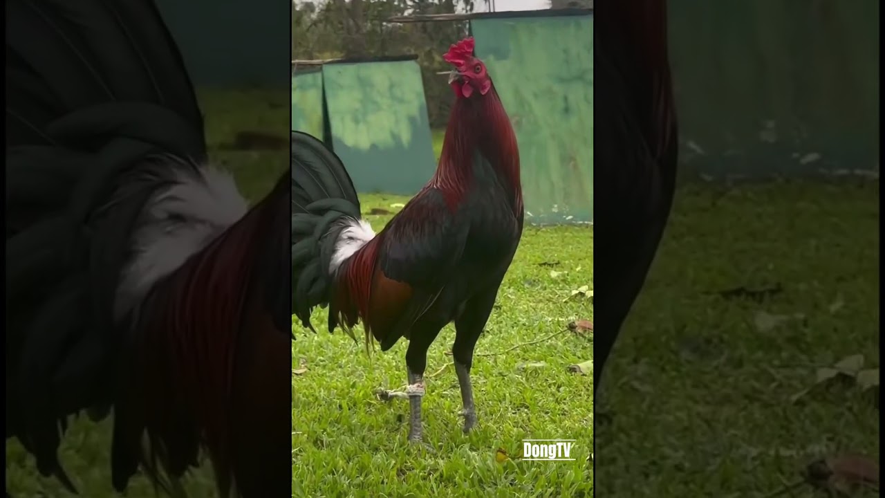 BEST GAMEFOWL COMPILATION 011
