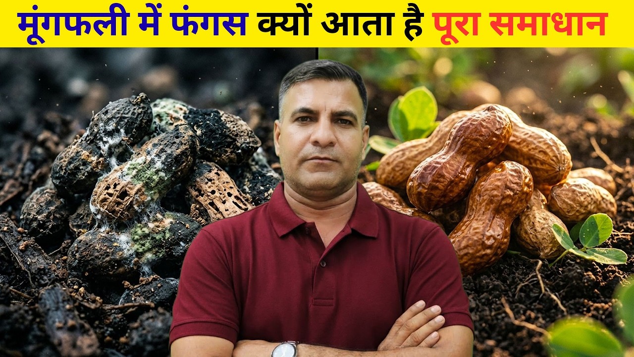 1631-Kisan karyashala: मूंगफली की फसल में फफूंद( Fungus ) को रोकने का टिकाऊ तरीका #kisankaryashala