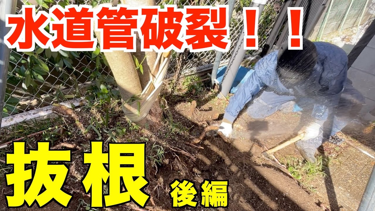 抜根作業中に水道管破裂！抜根作業後編【庭師　抜根　トラブルシューティング】