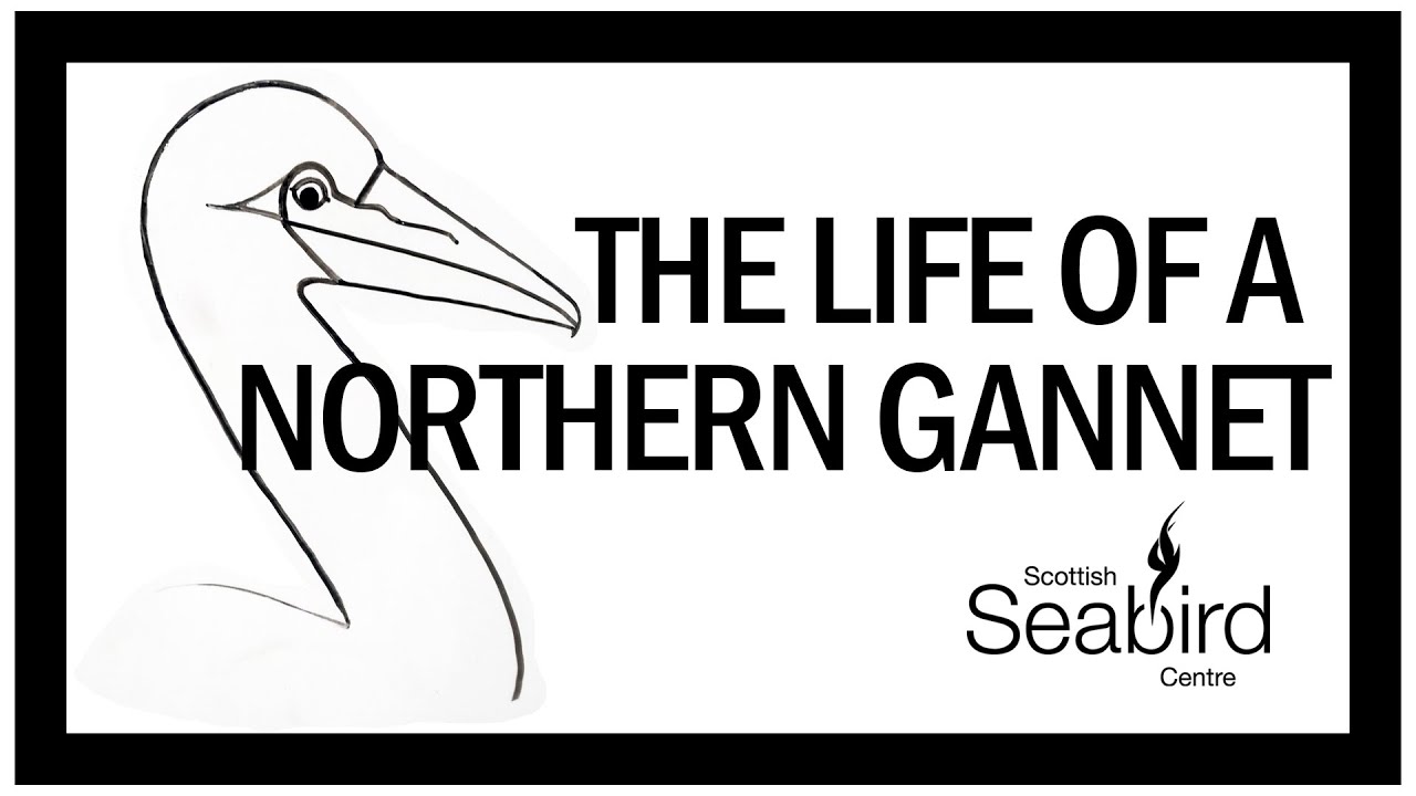 The life of a Northern Gannet - Whiteboard Art