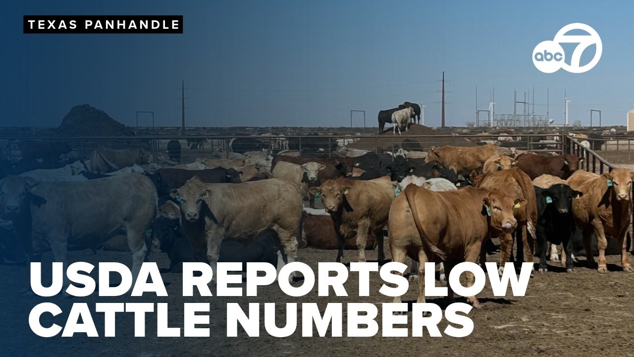 USDA report flags 75-year low in U.S. cattle as Texas drought shrinks herds