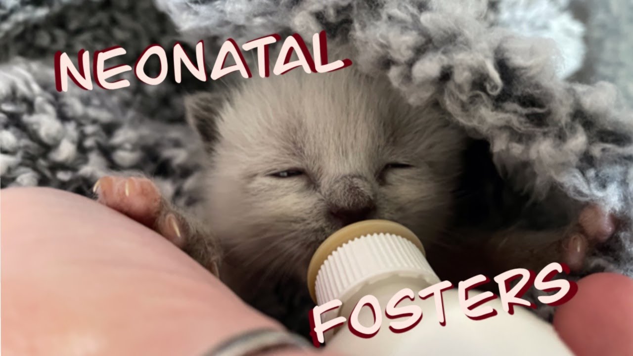 Neonatal foster (More details)