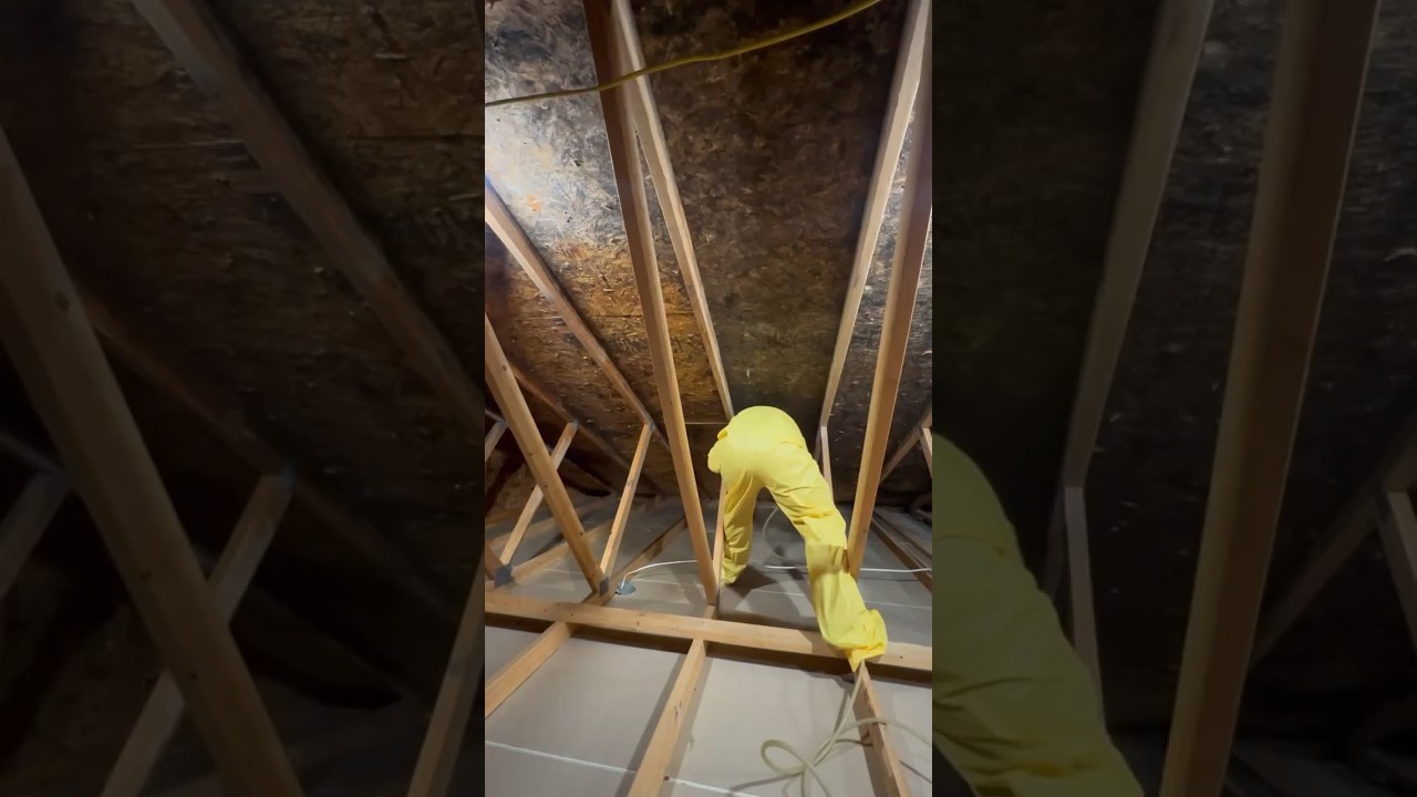 This Attic Is Infested With Mold