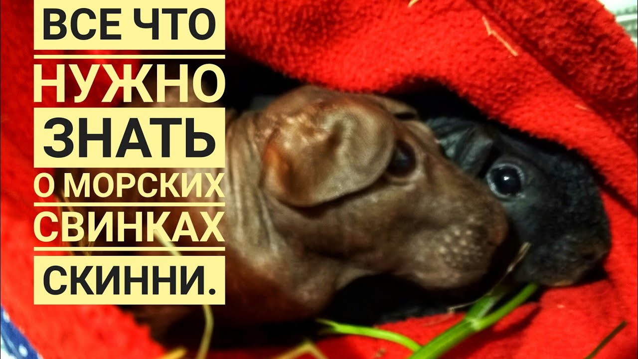 Морские свинки все что нужно знать.Лысые морские свинки Скинни!Посмотри и не говори,что не видел!