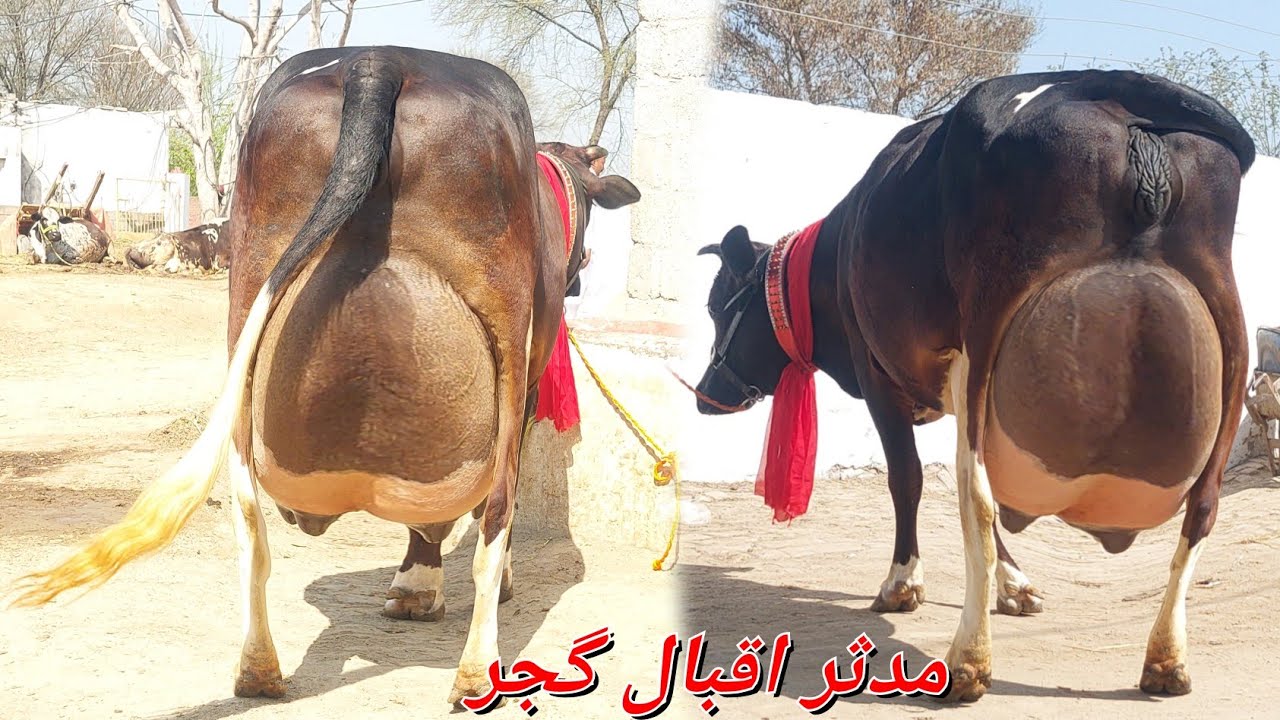 مدثر اقبال گجرساب لکھو 3 گائیں برائے فروخت یکم مارچ 2026 karnana channel